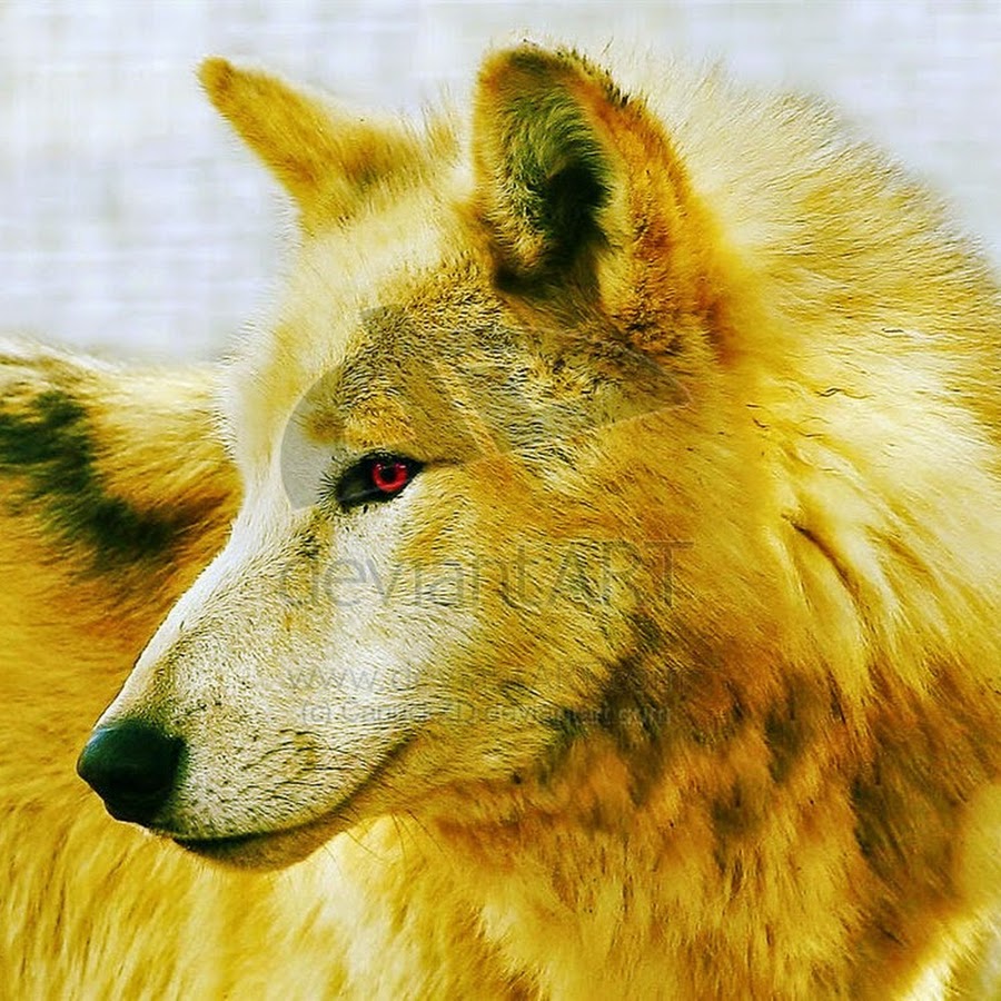 The Resurrection Of The Golden Wolf Golden Wolf - YouTube