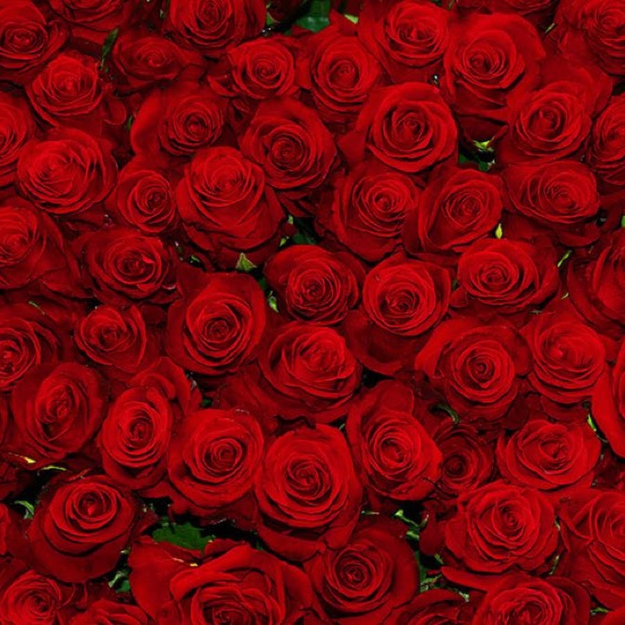Алые розы мп3. Миллион алых роз. Миллион красных роз. 1000000 Роз. Миллион миллион алых роз.