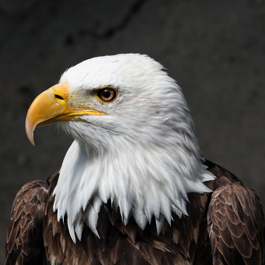 белоголовый беркут. орлы саундтреки. маршал орел текст. орлы саундтреки. орел ольхон.