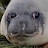 Depressed Seal avatar