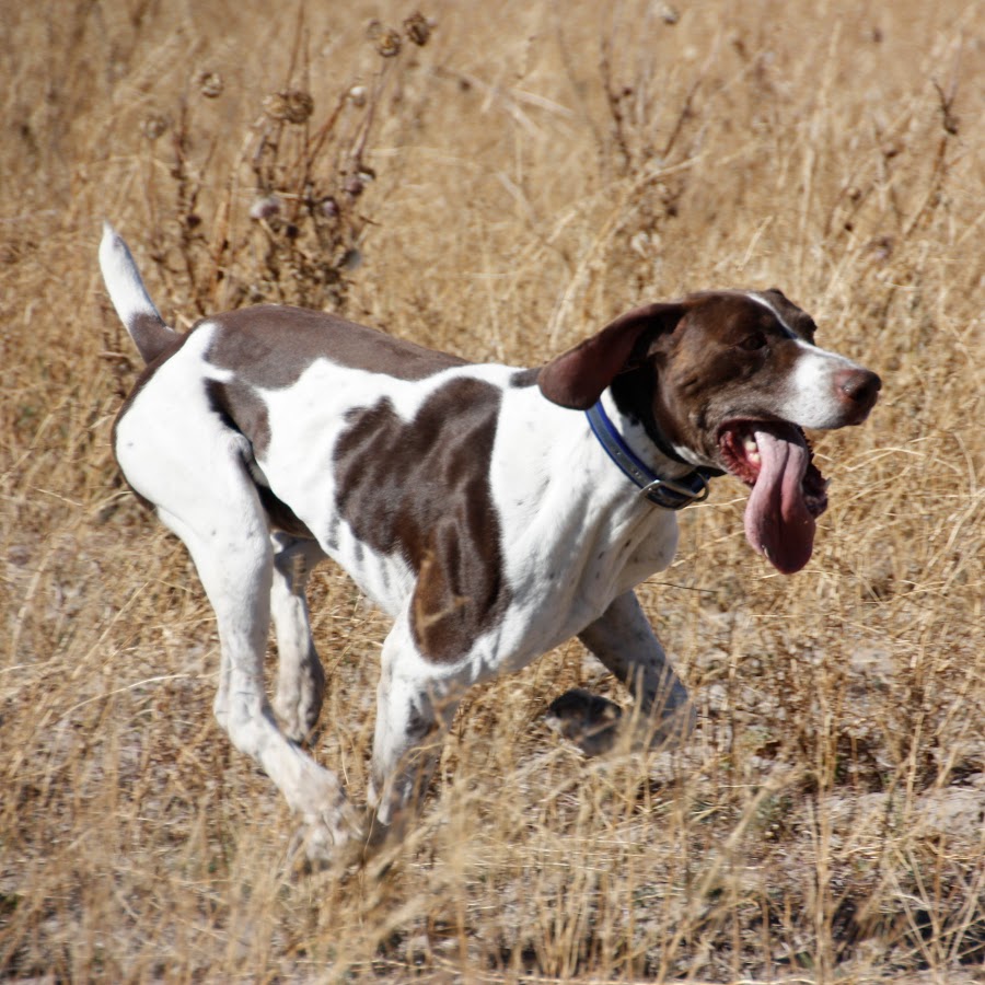 Idaho Hunting Dogs YouTube