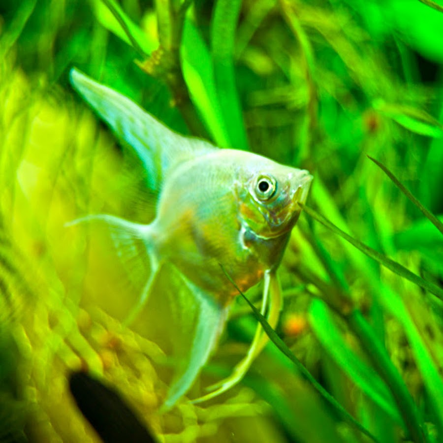 Зеленые аквариумные рыбки. Салатовая рыбка. Рыбки аквариумные салатового цвета. Маленькие зеленые рыбки аквариумные.