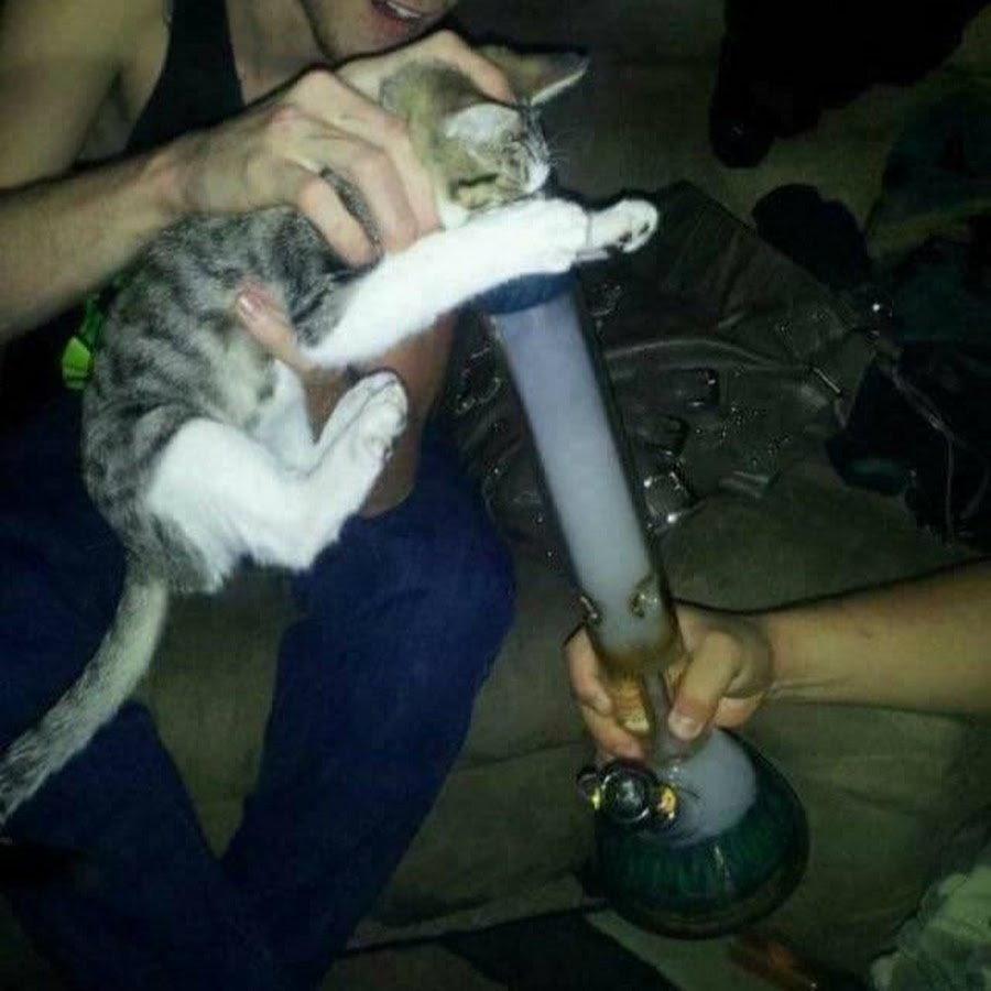 Человек и кошка наркотики. 