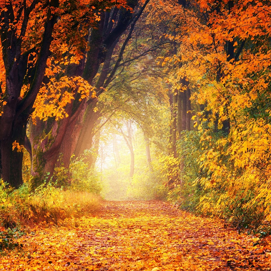 CHICKEN ROSTER - YouTube