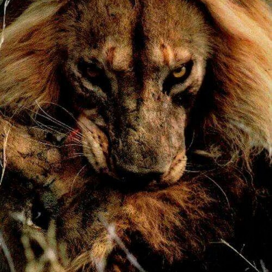 Лев опасен когда ранен. Лев опасен когда ранен. Я лев. Когда лев ранен он очень опасен. Лев прыгает.