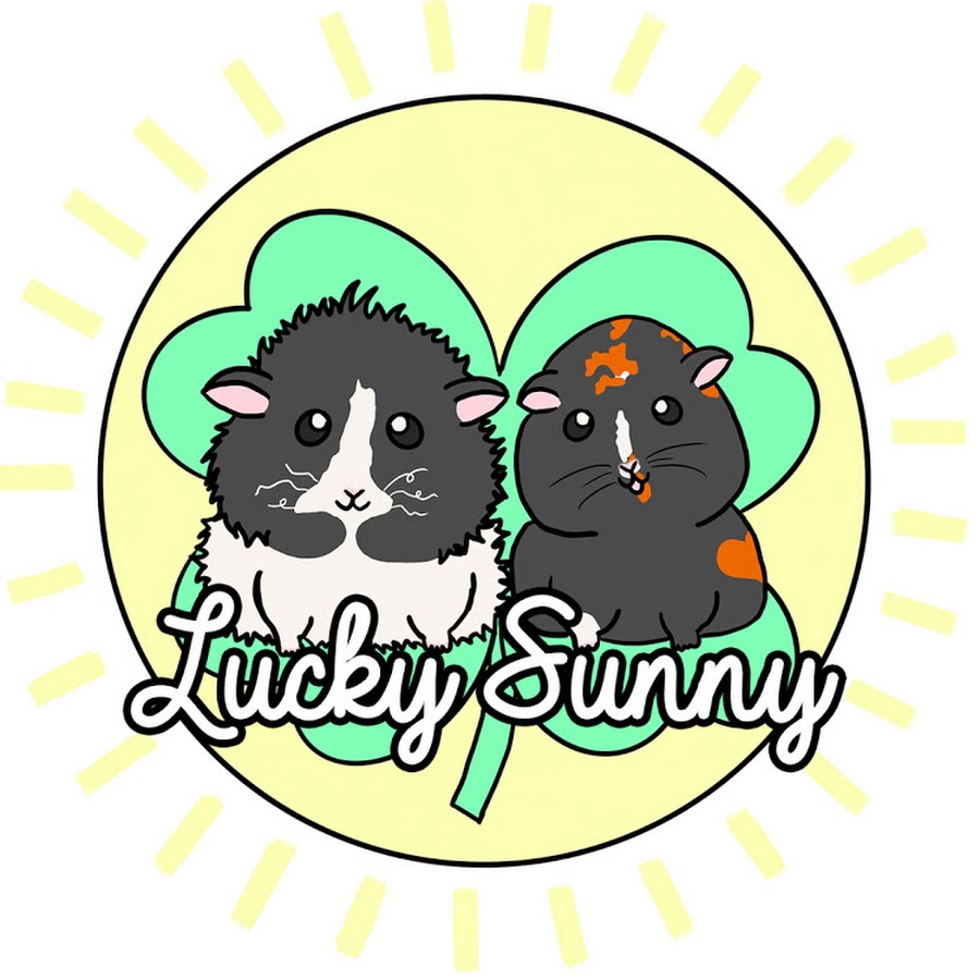 Lucky Sunny Guinea Pigs - YouTube