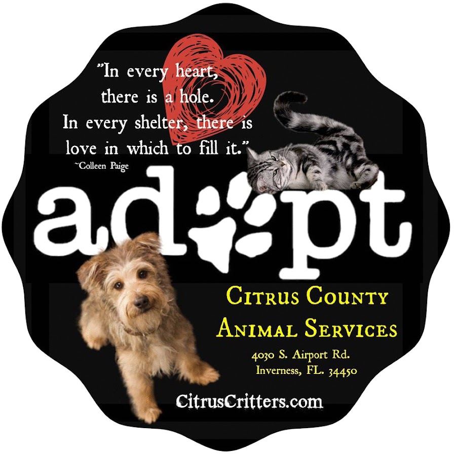 Citrus County Animal Services Shelter Pets YouTube