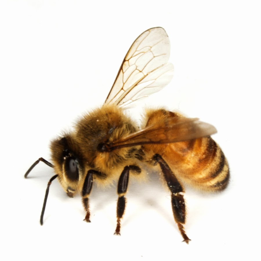 Украинская пчела.