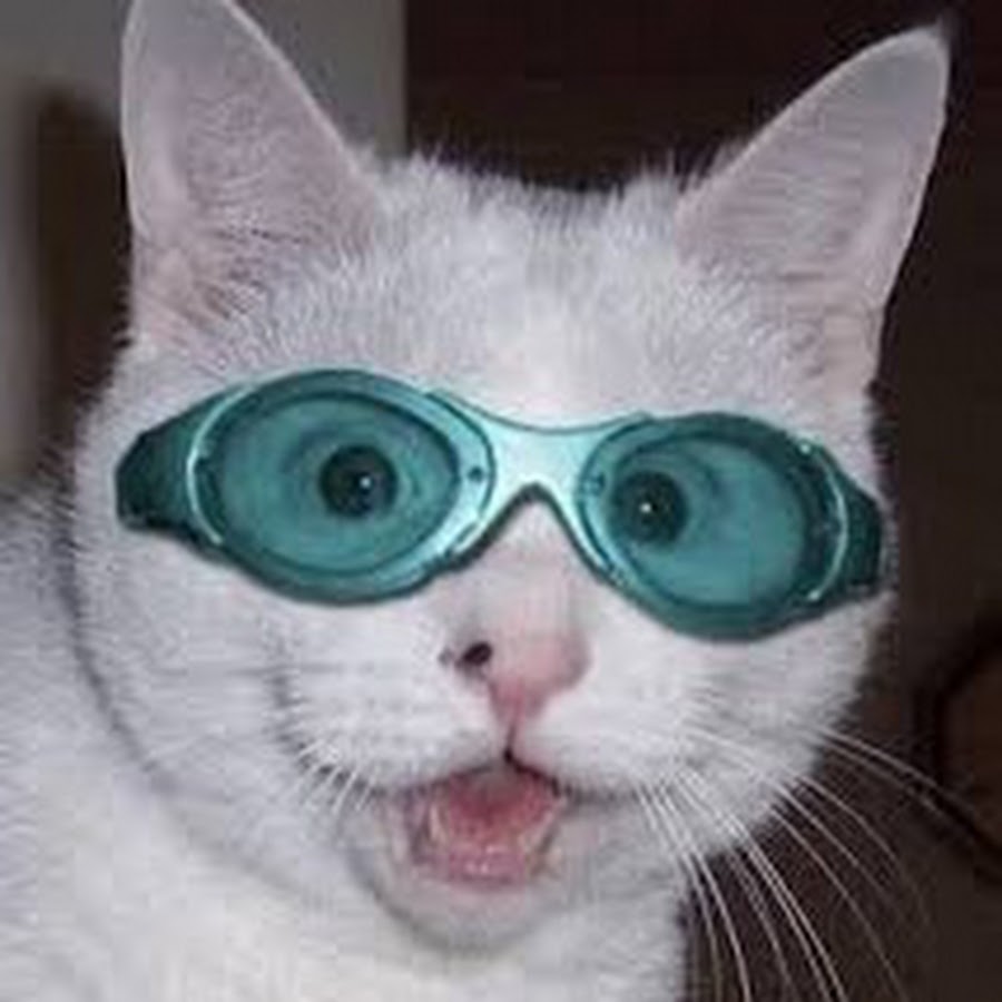 A pet named Steve YouTube