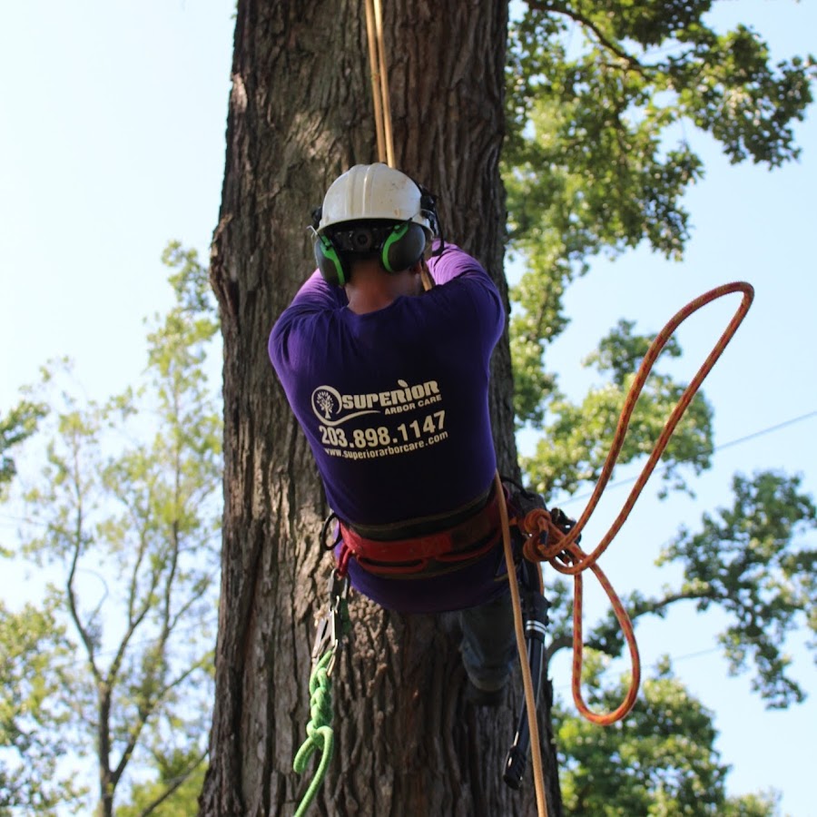Superior Arbor Care llc Tree Service YouTube