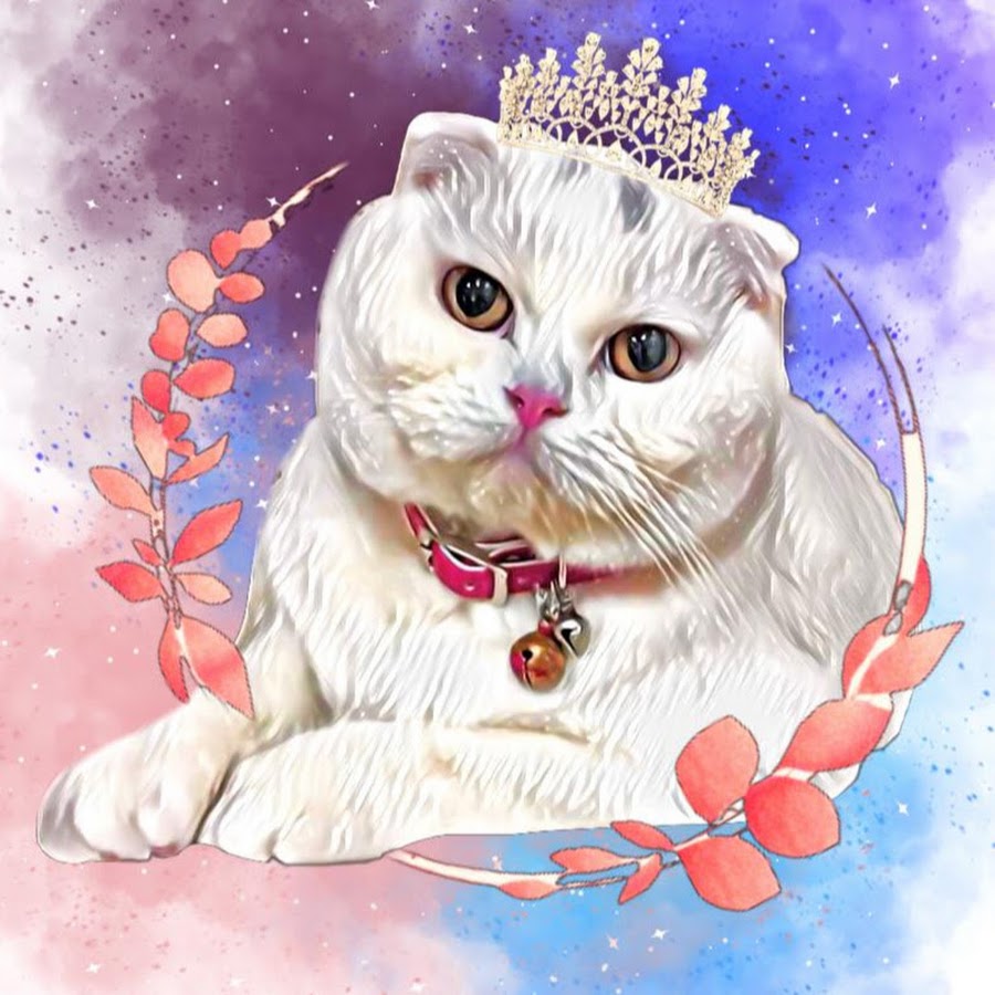 KEDİ PREMSES YouTube