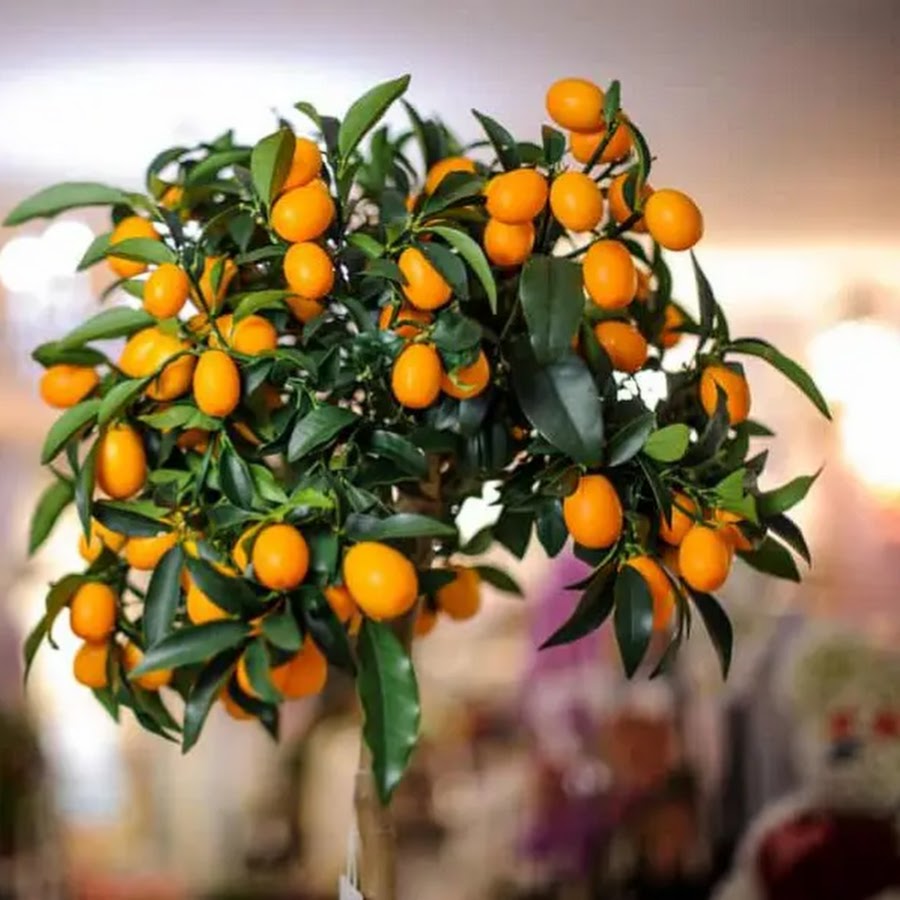 кумкват вырастить из косточки