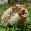 HedgeDog