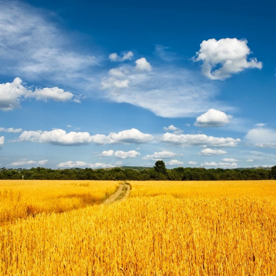  легион ставки на спорт официальный сайт 