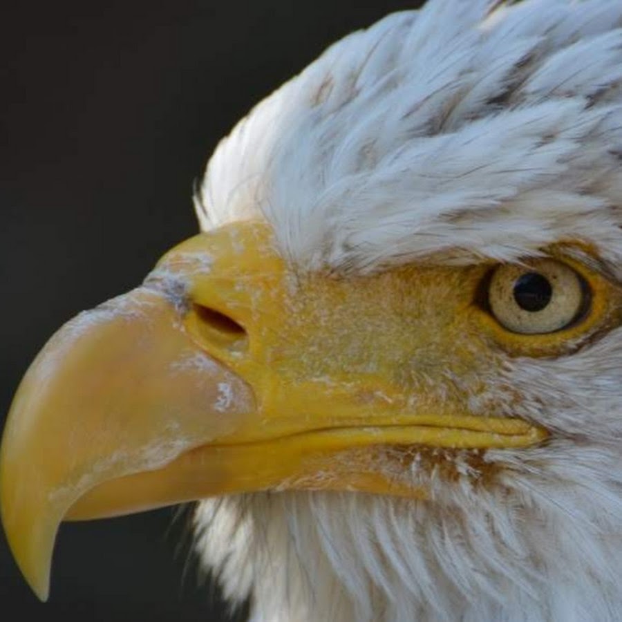 LES OISEAUX DU FAUCIGNY 