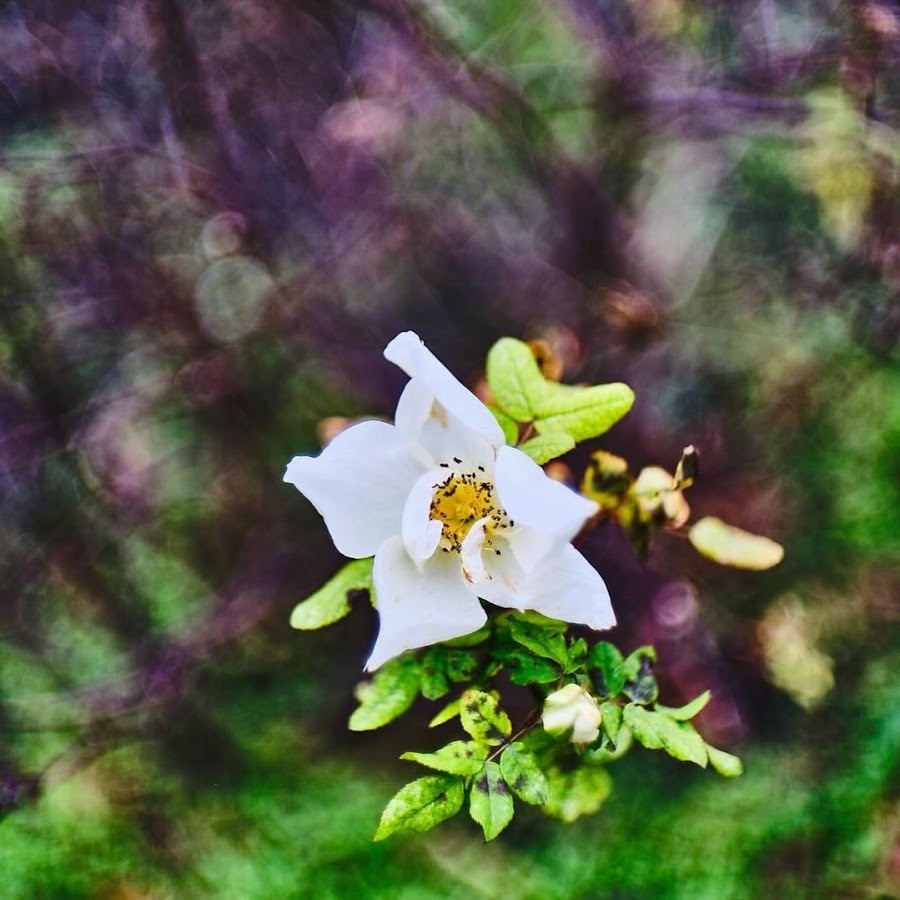 搞笑 宠物 电影 真假鉴定 海内外网友评论 