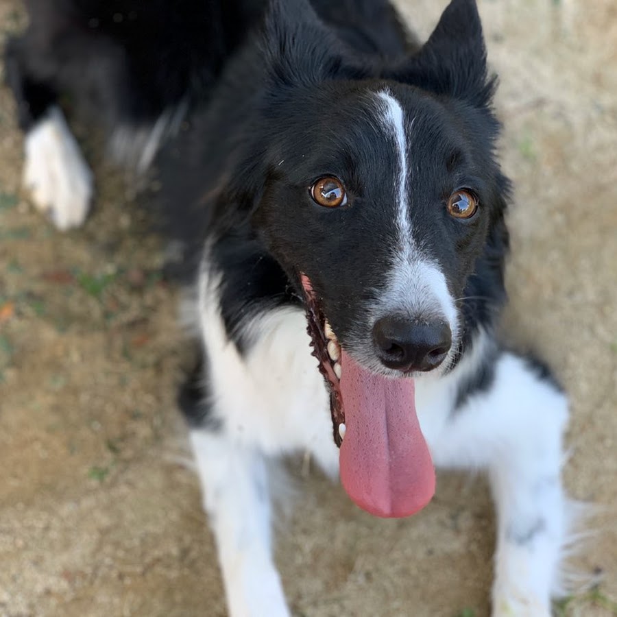 Border Callie - YouTube