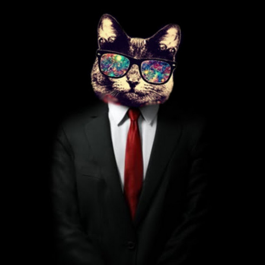 Serious Cat 