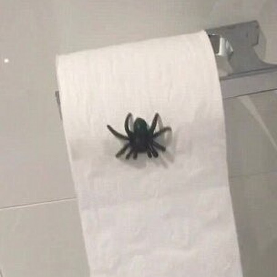 Spider On Toilet Paper YouTube