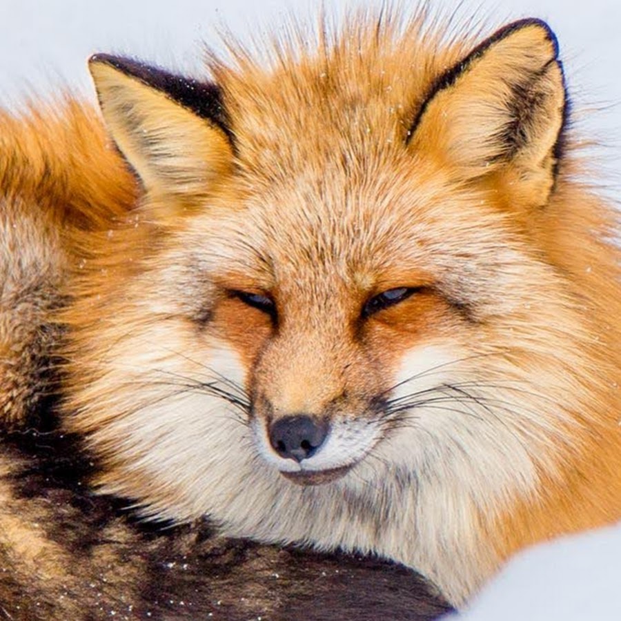 Space Fox. Forum fox
