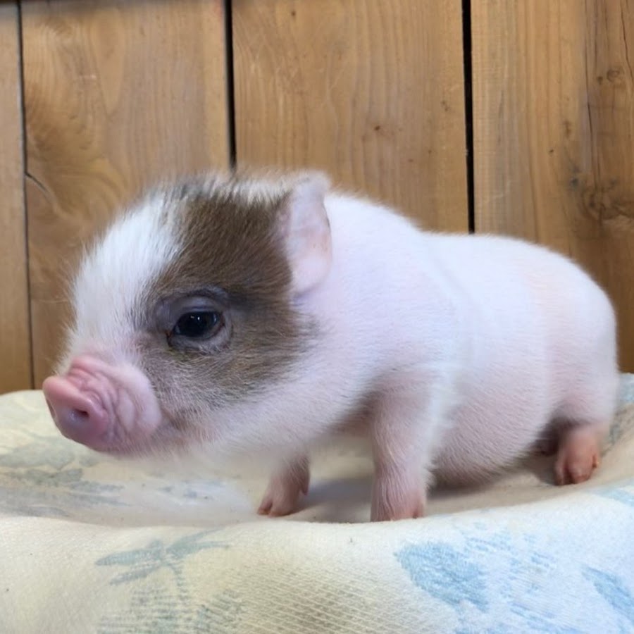 Micro cochon & Compagnie YouTube