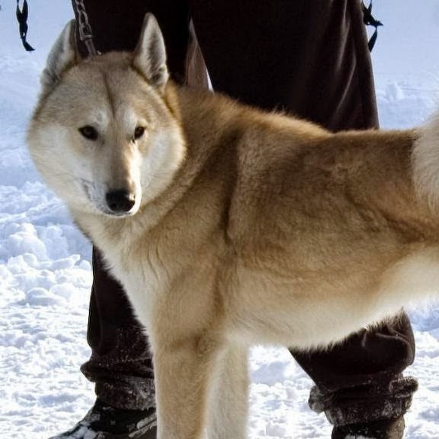 Зсл лайка. Собака западносибирская лайка. Хаски. Западно сибирская лайка. Лайка тв.