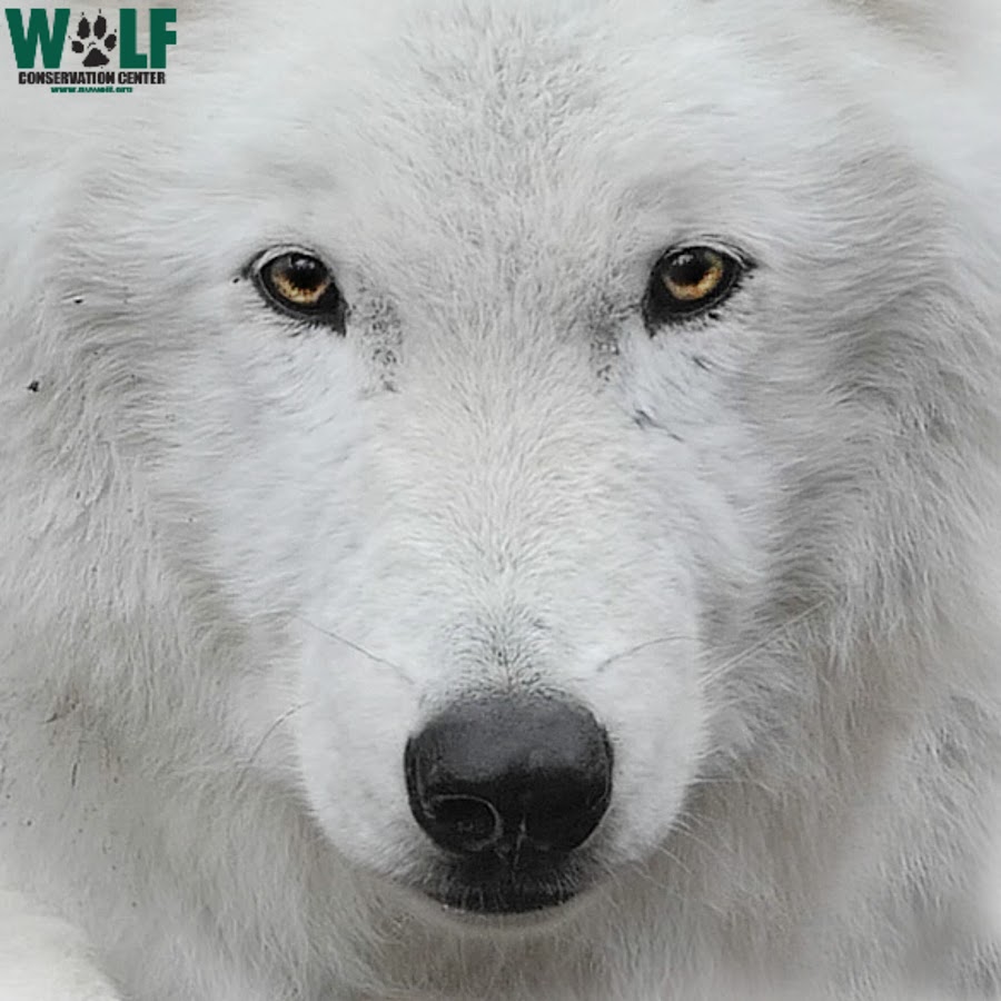 Wolf Conservation Center - YouTube