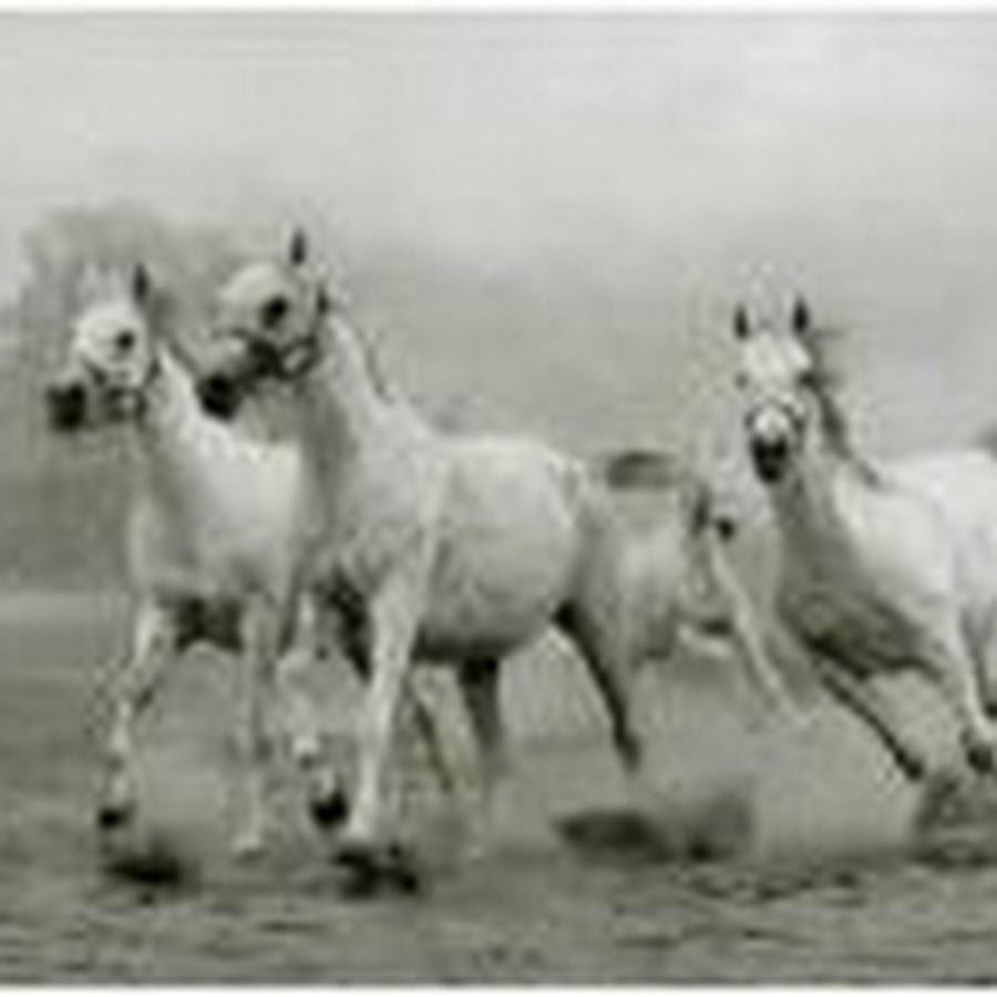 Конь г 5. 7 Белых лошадей. 5 Коней. Белая лошадь с 5 детьми на ней вольтижеры. Five Horse Johnson.