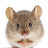 Thinking Mouse avatar