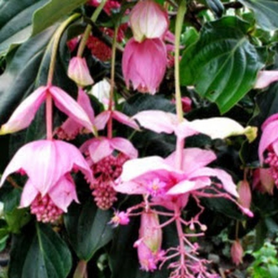 The Wild Papaya Nursery and Garden Center YouTube