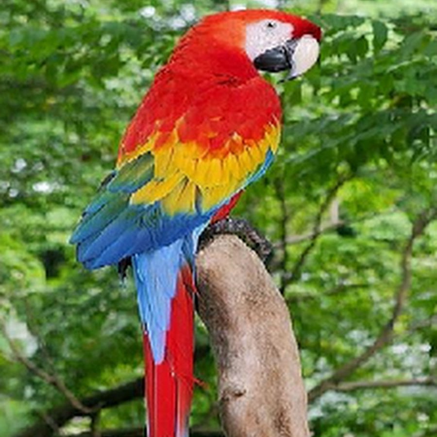 Macaw 1.20 1. Красный ара обои.