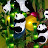 panda berries