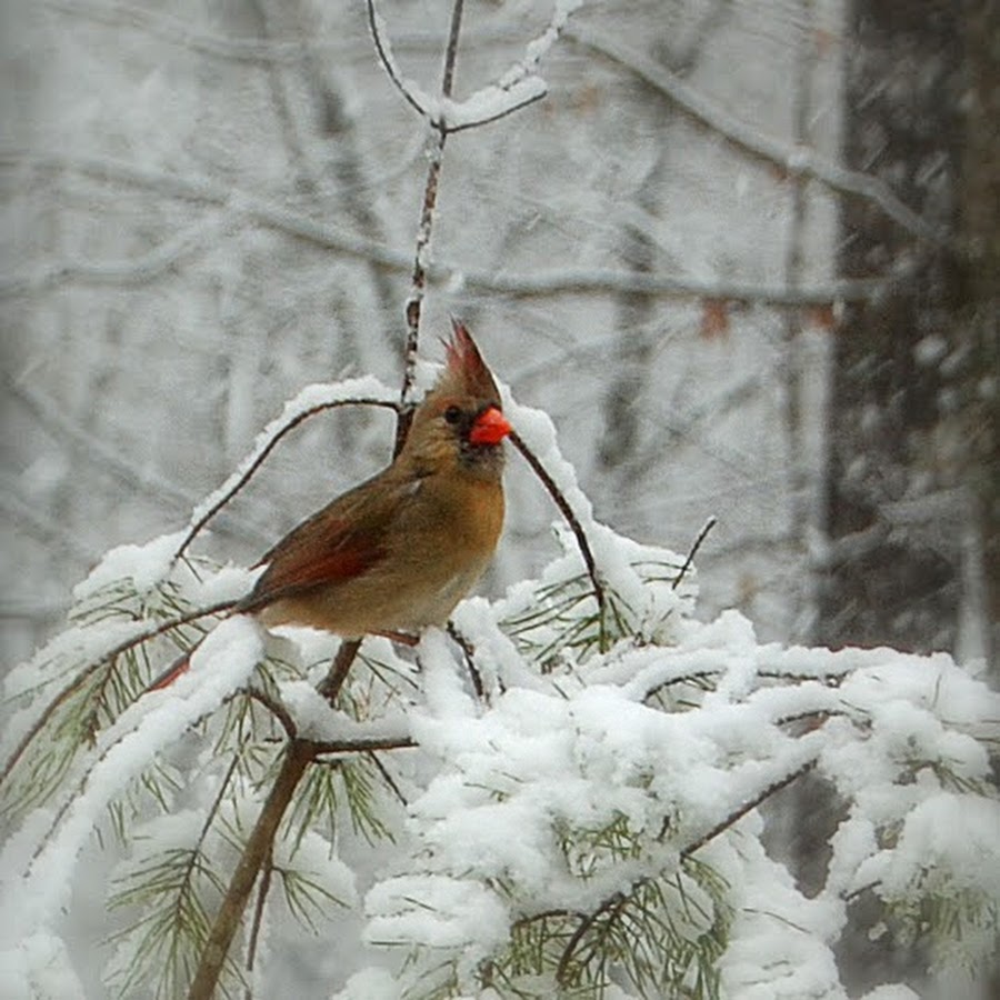 Little Feather - YouTube