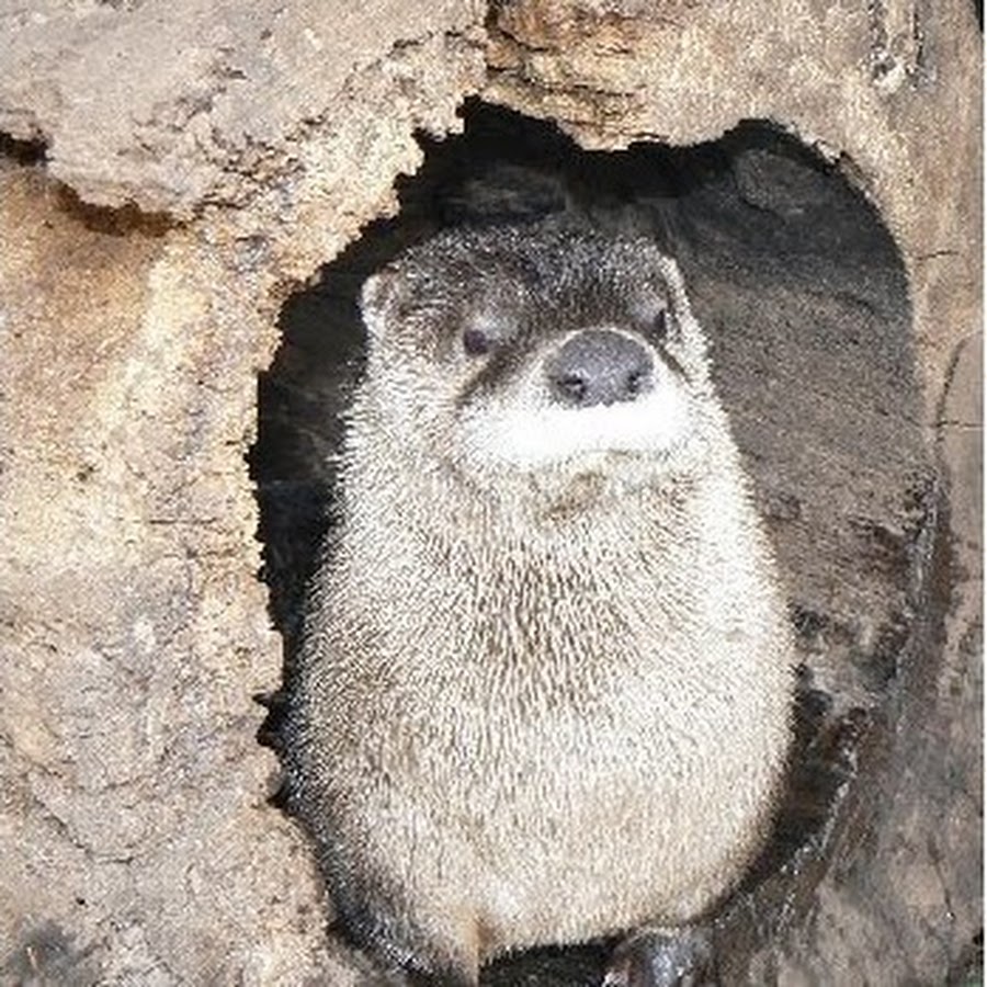 Do Unto Otters YouTube