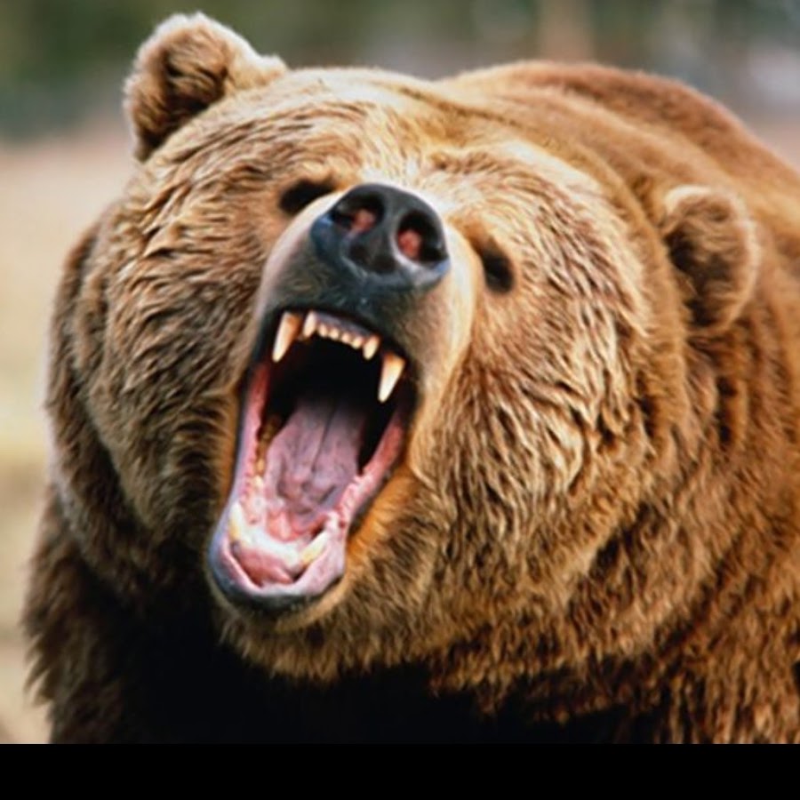 bears with knives YouTube