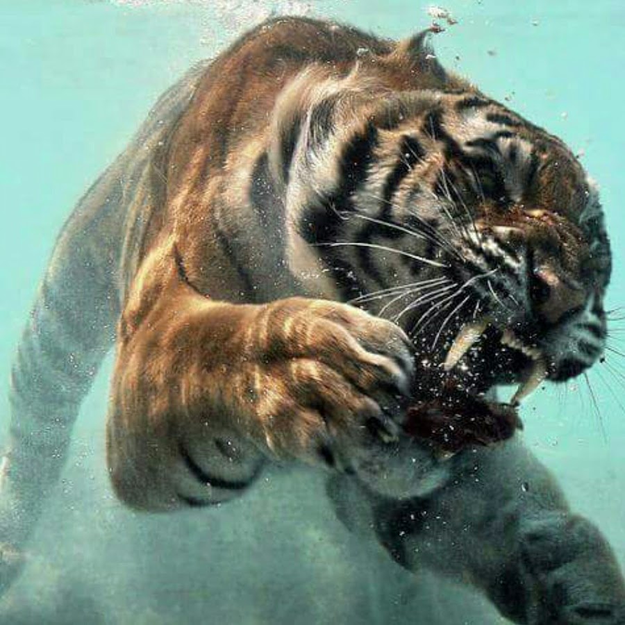 Le tigre rugit YouTube Le tigre rugit YouTube