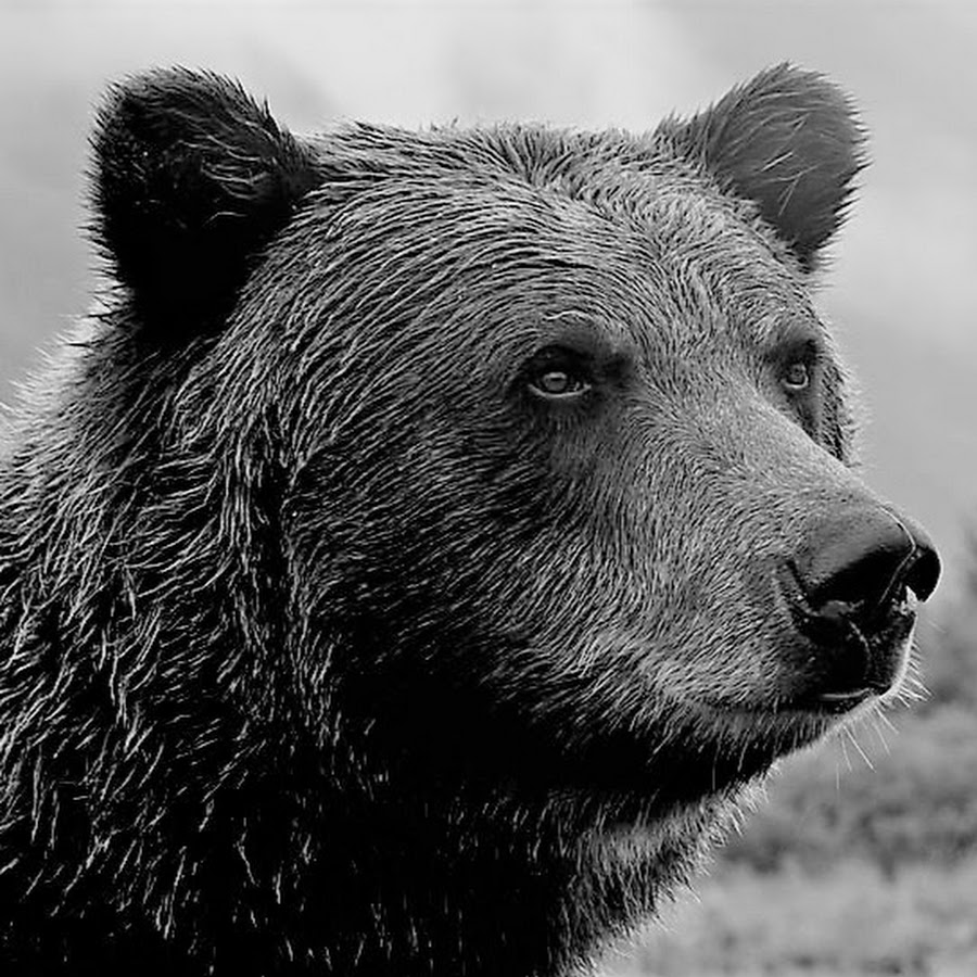 Papa Bear The Cubs You Re So Fine