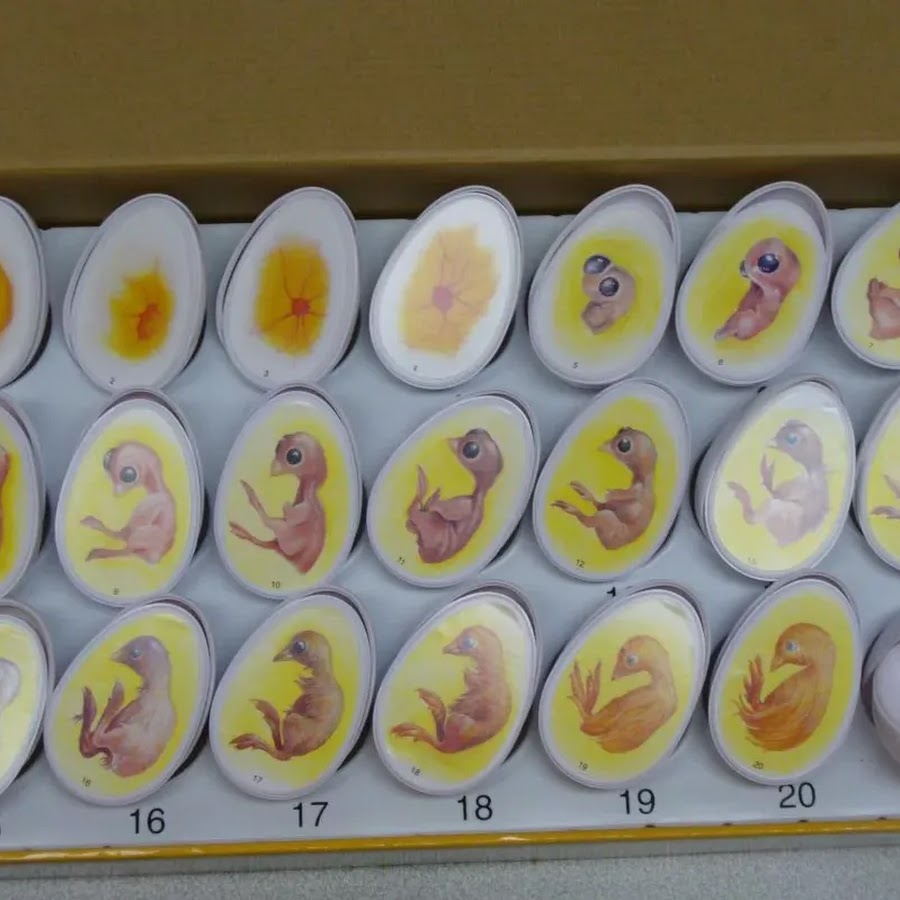 19 день инкубации куриного яйца