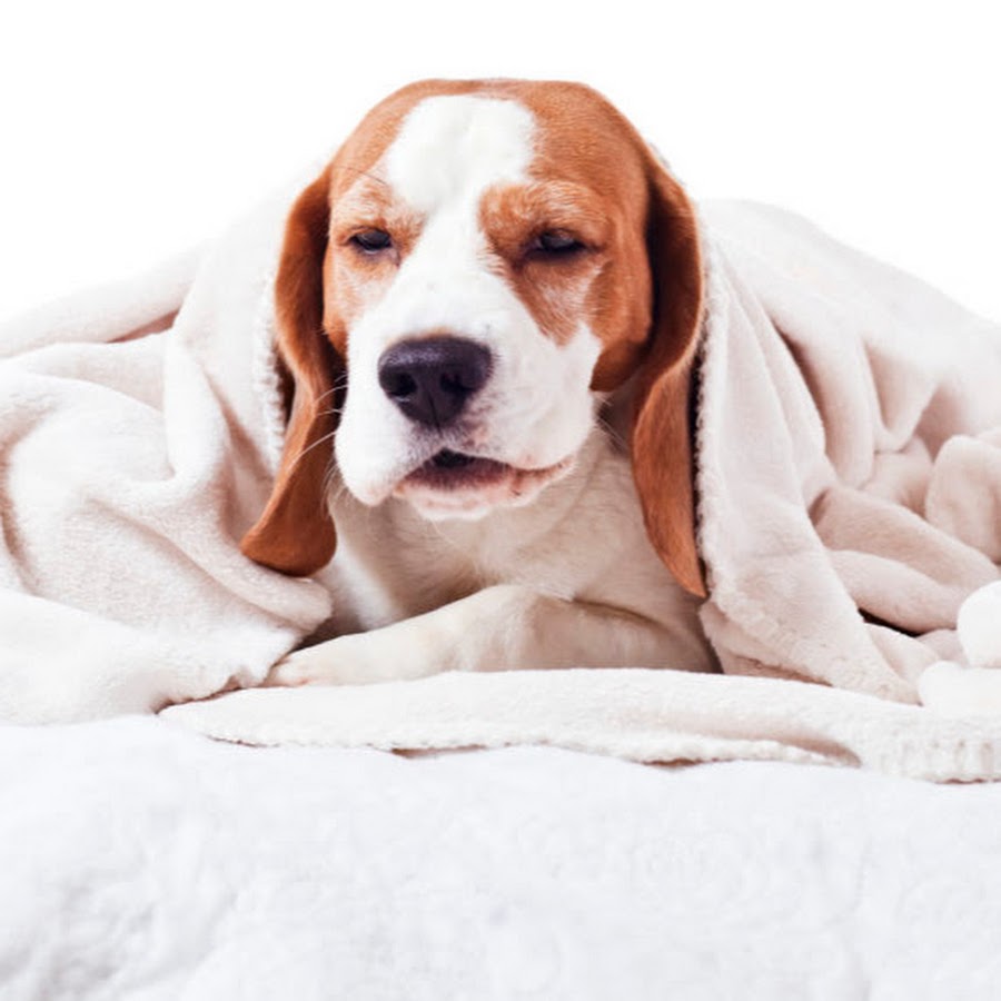 Артикуляционный уклад звука л. Звук в артикуляция звука. Звук в артикуляция звука. Артикуляционный профиль звука с. Собака лает.