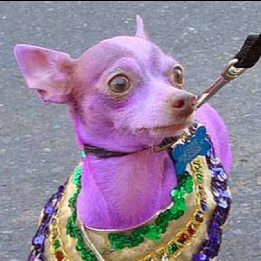Purple Dog YouTube