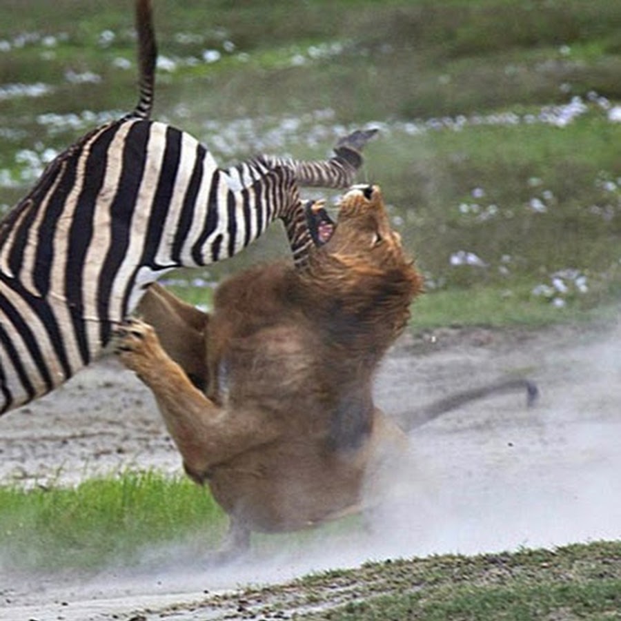 King Animals US - YouTube