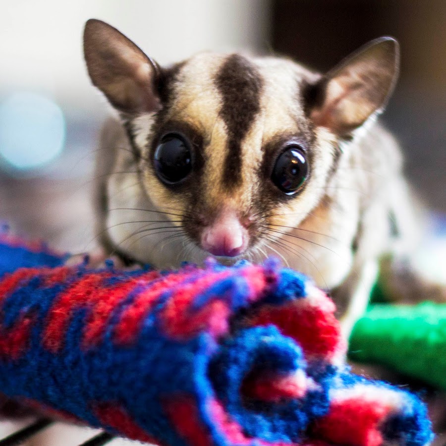 Chicago Sugar Gliders - YouTube