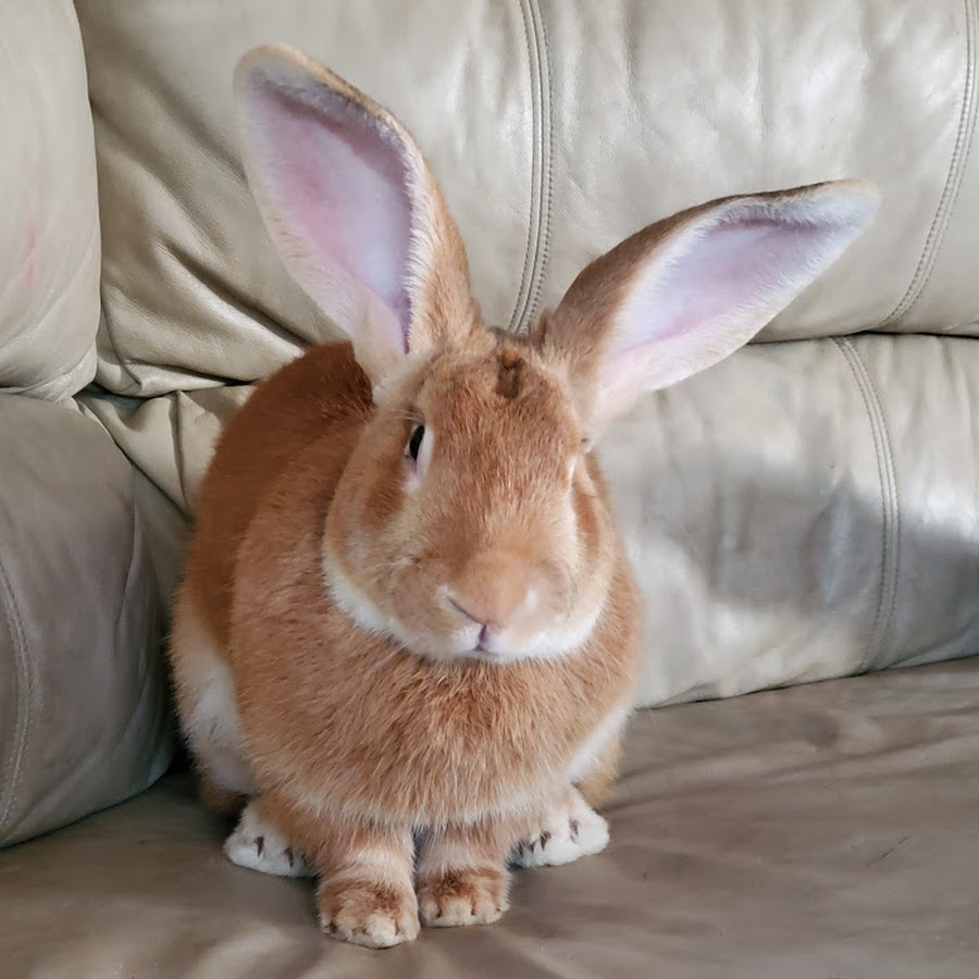 Beards Bountiful Bunnies YouTube