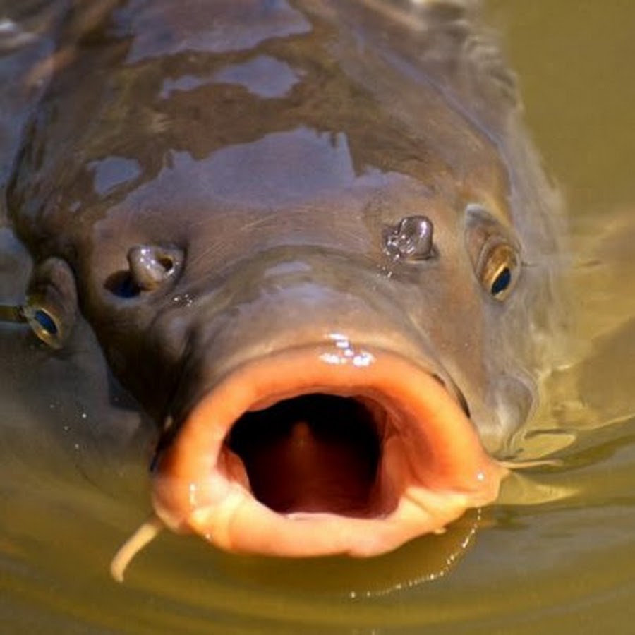 UK carp fishing and more YouTube