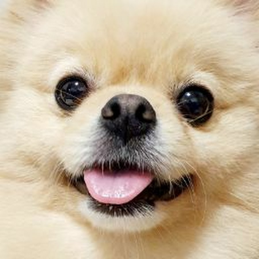 삼밤브HOUSE - YouTube