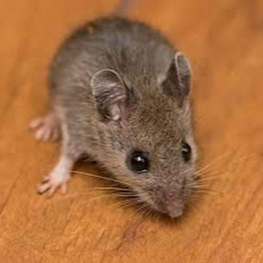 Sibm mouse. Домовая мышь. Мышь домовая серая. Мышь обычная. Домовая мышь маленькая.