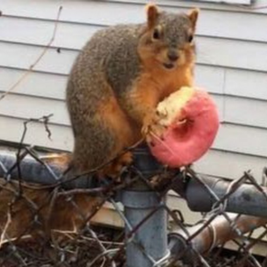 Donut Squirrel YouTube