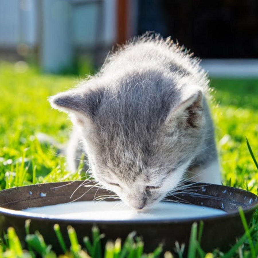 Можно ли котятам желток. Котенок лакает молоко. Картинка кошка лакает молоко. Котенок в молоке.