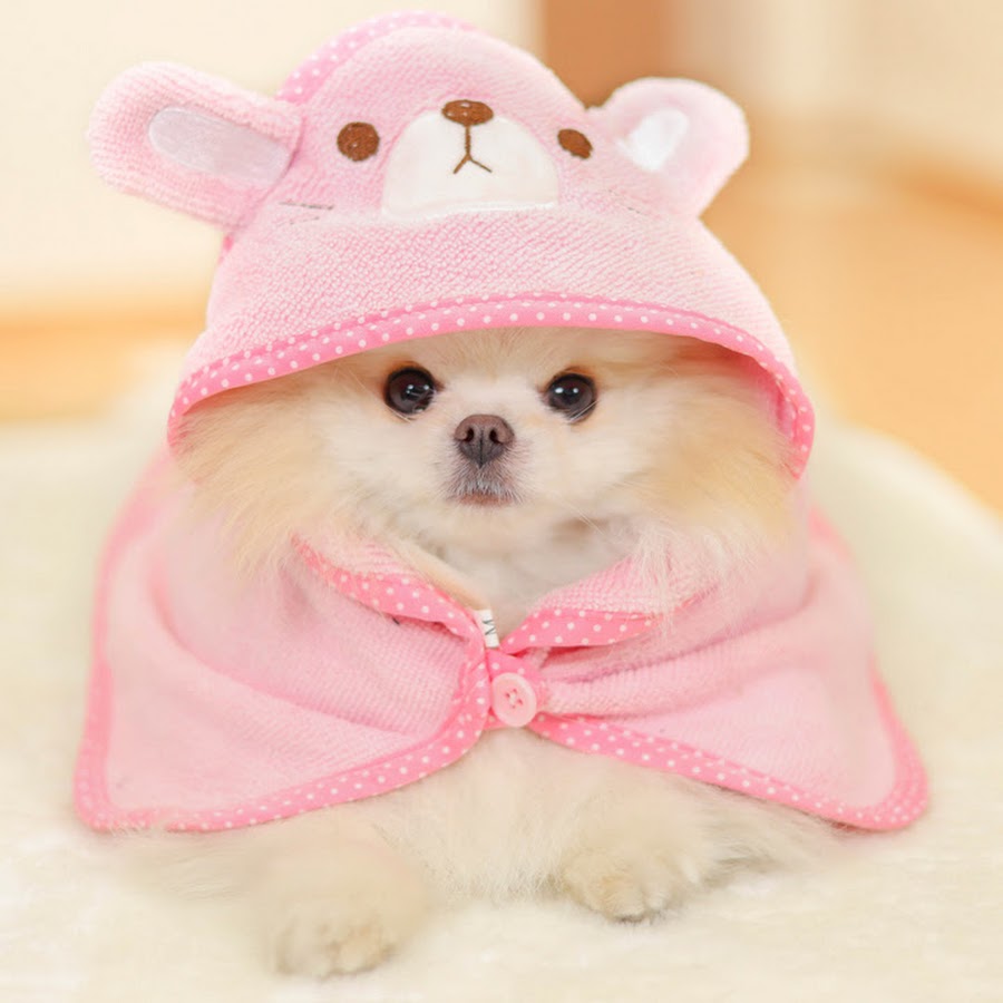 CHLOE POMERANIAN - YouTube