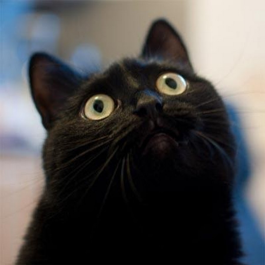 Черный удивление. Черный кот удивлен. Черный кот удивляется. Удивленный черный котик. Черная кошка удивлена.